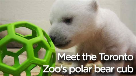 Female Polar Bear Cub At Toronto Zoo Named ‘juno Toronto Globalnewsca