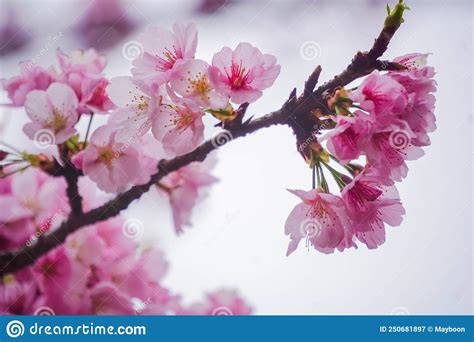 Pink Cherry Blossoms On The Tree Stock Image Image Of April