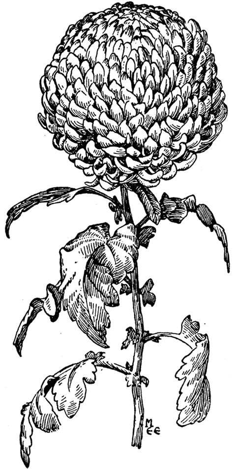 Incurved Type Of Chrysanthemum Clipart Etc
