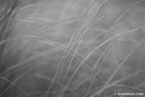 Framed Photo Print Of Tallgrass Prairie Botanicals Nature Abstract