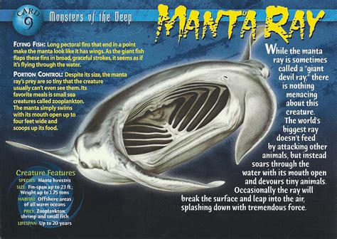 Manta Ray Wierd Nwild Creatures Wiki Fandom Powered By Wikia
