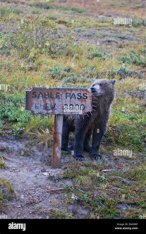 Bear Scratching Sign Hi Res Stock Photography And Images Alamy