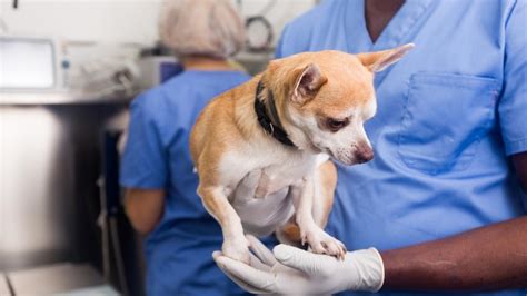 Dog Spay Incision Healing Process How To Take Care Of Your Dog