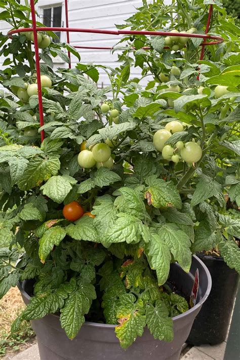 Determinate Tomatoes 🍅🌱 Discover Varieties Perfect For Compact Spaces