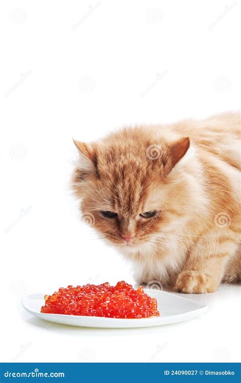 Ginger Cat Eat Red Caviar Stock Image Image Of Studio 24090027