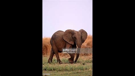 Elephant Trumpeting Sound Effect Youtube