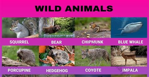 Wild Animals List Of 195 Common Wild Animals Vocabulary With Pictures