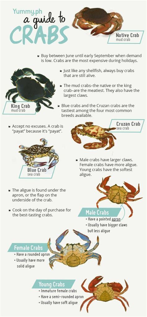 Types Of Sea Crabs