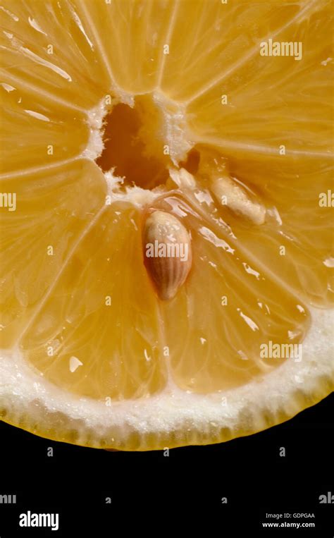 Lemon Slice Macro Slice Seed Stock Photo Alamy