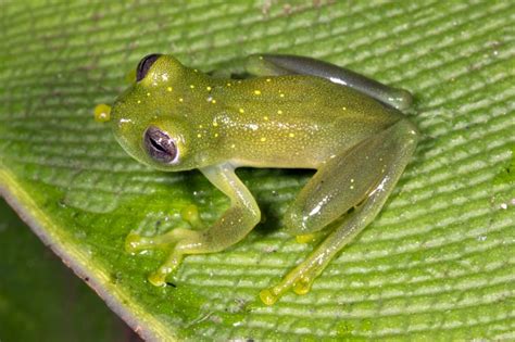 The glass frogs are frogs of the amphibian family centrolenidae. Peer into the glass frogs of Costa Rica - Go Visit Costa Rica