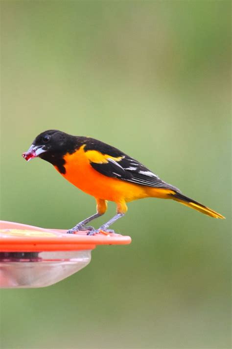 17 Beautiful Orange Birds With Pictures Orange Bird Oriole Bird