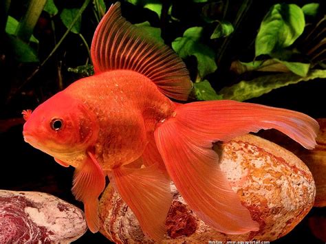 Poisson Rouge Voile Comet Goldfish Goldfish Art Pretty Fish