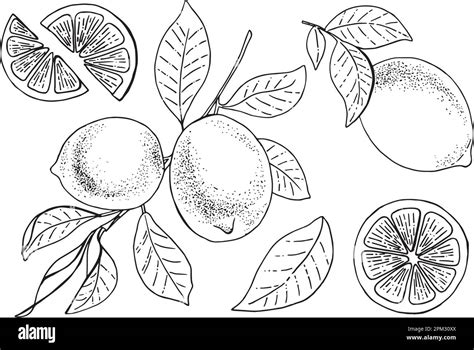 Lemon Set Isolated On White Background Hand Drawn Vector Illustration