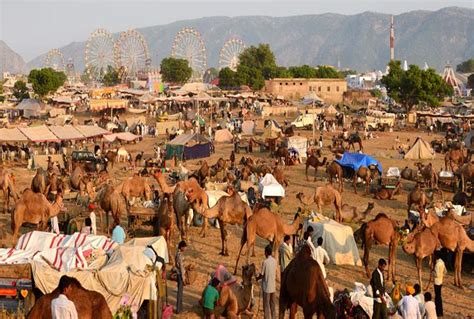 Apart from cattle and camel trading,the pushkar camel festival in parallel holds a. #ExploreWithGiG #ghumindiaghum #TourOperator #TravelAgent ...