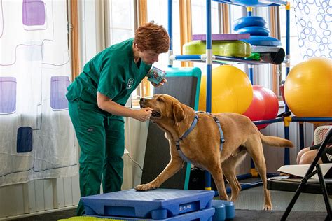 How To Become A Physical Therapist For Animals Elevatorunion6