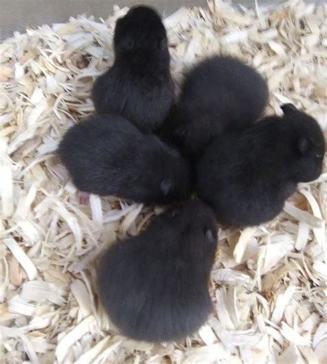 How To Take Care Of Your Pet Black Bear Hamster Facts And Pictures