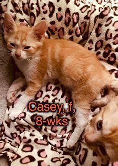 Casey American Shorthair Kitten Female For Sale In Bedford Virginia Classified AmericanListed Com