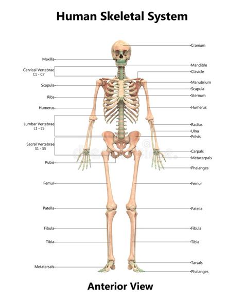Human Body Skeleton System Anterior View Anatomy Stock Illustration