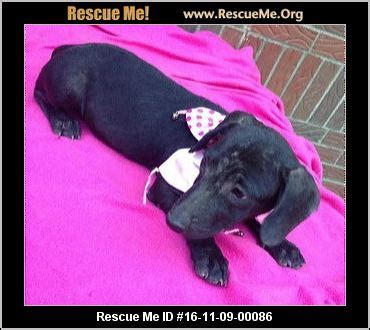 She is up to date on shots and. Pennsylvania Dog Rescue ― ADOPTIONS ― RescueMe.Org