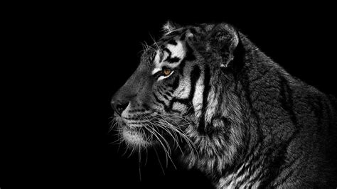 Download Black And White Animals Tigers Wallpaper By Lchase White