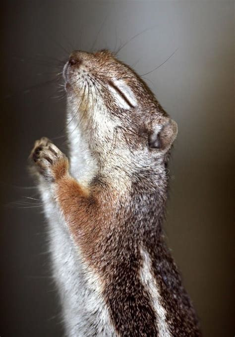 Praying Squirrel Ground Squirrel Holding Paws Together In Prayer Ad
