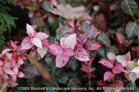 Check spelling or type a new query. Plant Preview: Container Plantings and Snow-N-Summer ...