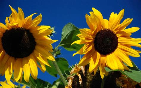 Beautiful Sunflower Wallpapers