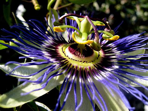 Flowers For Flower Lovers Passion Flowers