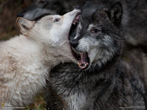 Fighting Animals National Geographic Open Mouth Wolves