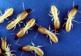 Photos of Termite Lives In