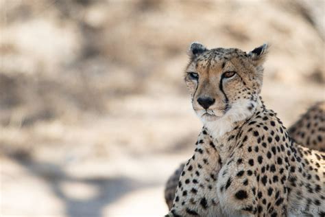 Mother Cheetah Sustains Eye Injury | Londolozi Blog