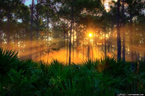 Sunrise At Pine Forest And Palm Scrubs Hdr Photography By Captain Kimo