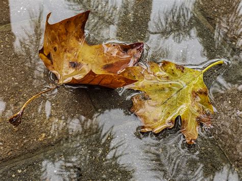 Rain Puddle Autumn Leaves Free Stock Photo Public Domain Pictures