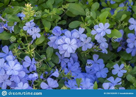 Plumbago Auriculata Blue Flowering Tropical Plants Cape Leadwort Five