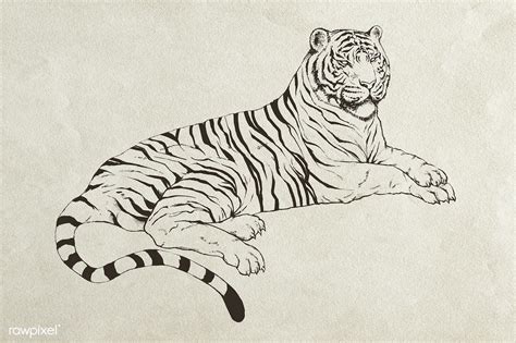 Hand Drawn Lying Tiger Illustration Premium Image By Rawpixel Com