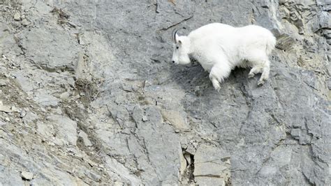 15 Must Know Facts About Mountain Goats