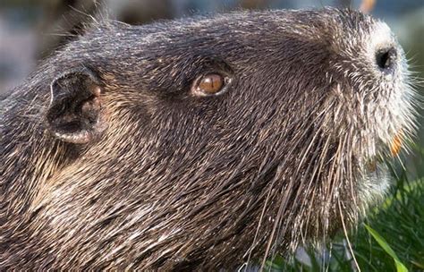 Do Beavers Make Good Pets North American Nature