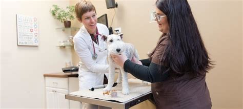 Exam Room Experience Healthy Paws Animal Hospital