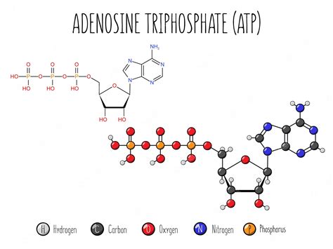 Premium Vector Adenosine Triphosphate Atp Molecular Structure