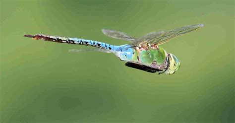 Dragonfly Swarms Ohio Birds And Biodiversity