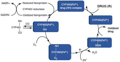 The Cytochrome P450 Cyp450 Catalytic Cycle The P450 Cytochrome
