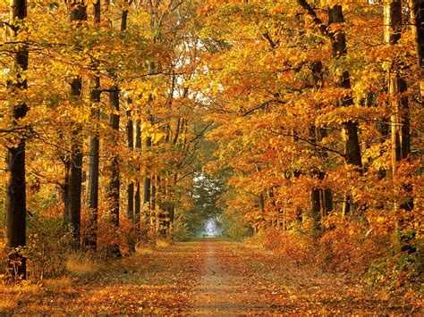 3840x2550 Autumn Avenue Bench Fall Leaf Leaves Park Path Seat