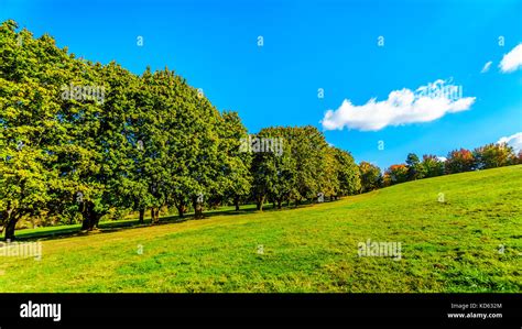 Line Of Maple Trees Hi Res Stock Photography And Images Alamy