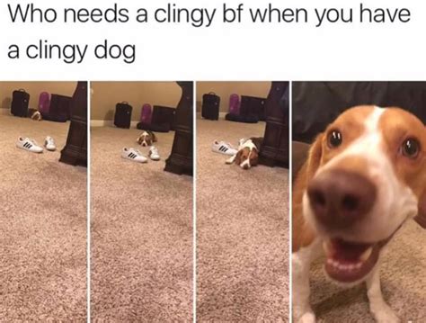 41 Of The Best Doggo Memes You Will Ever See Joyscribe