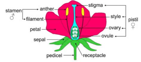 Draw A Labelled Diagram Of The Longitudinal Section Of A Flower