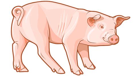 Pig Cartoon Clip Art Transparent