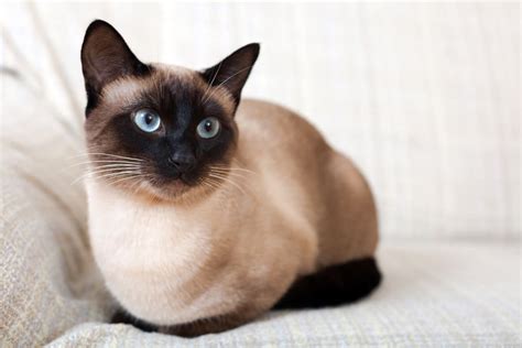 Siamese Cats Who Have The Internet Falling In Love