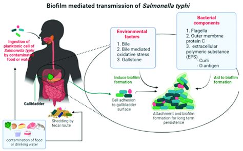 A Schematic View Of Salmonella Typhi Transmission Process Facilitated