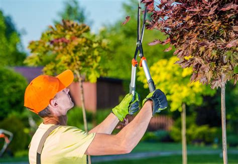 Tree Pruning Services For The Best Results Masacredeavellaneda
