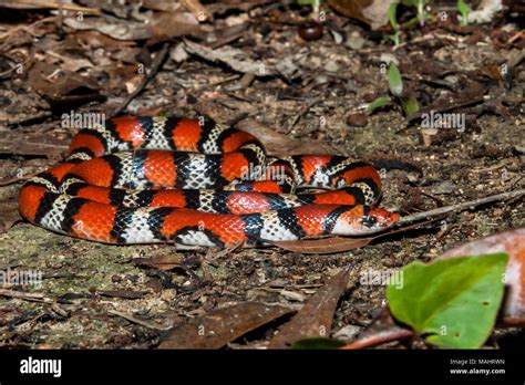 Scarlet Snake Cemophora Coccinea Stock Photo Alamy